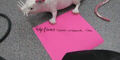 fake rat with pink note